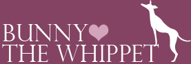 BUNNY THE WHIPPET